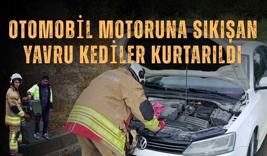 Otomobil Motoruna Sıkışan Yavru Kediler Kurtarıldı