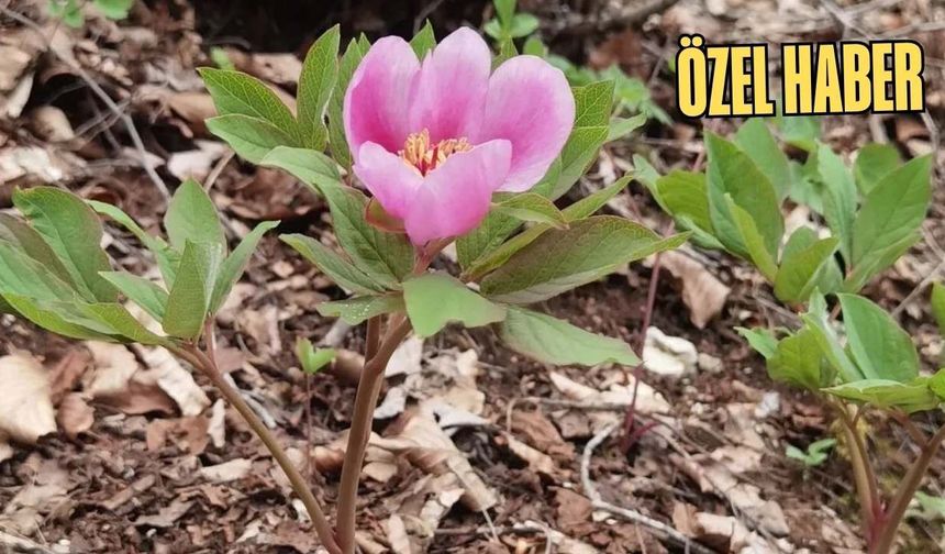 Yılda Sadece 10 Gün Görülebilen O Çiçek Osmaniye'de Görüldü!