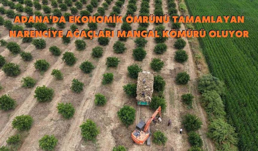 Adana'da Ekonomik Ömrünü Tamamlayan Narenciye Ağaçları Mangal Kömürü Oluyor