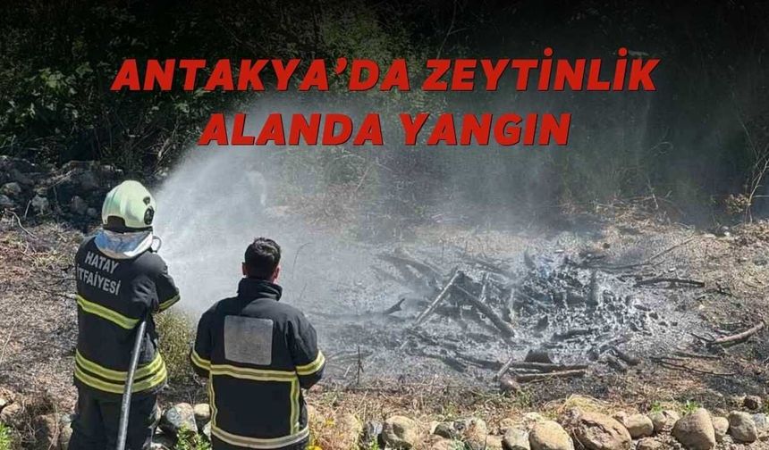Antakya’da Zeytinlik Alanda Yangın