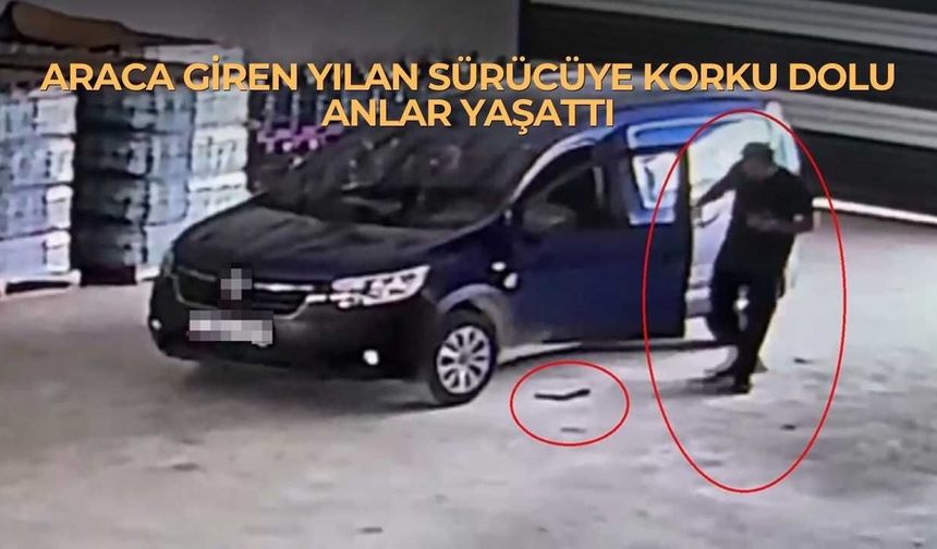 Araca Giren Yılan Sürücüye Korku Dolu Anlar Yaşattı