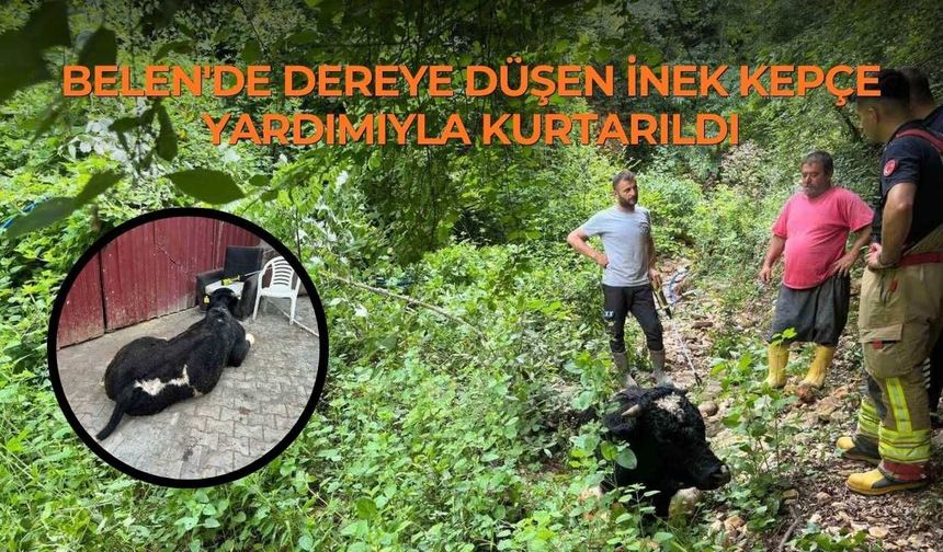 Belen'de Dereye Düşen İnek Kepçe Yardımıyla Kurtarıldı