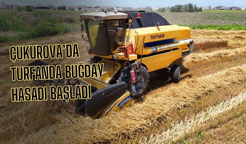 Çukurova’da Turfanda Buğday Hasadı Başladı
