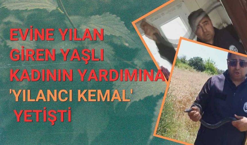 Evine Yılan Giren Yaşlı Kadının Yardımına 'Yılancı Kemal' Yetişti