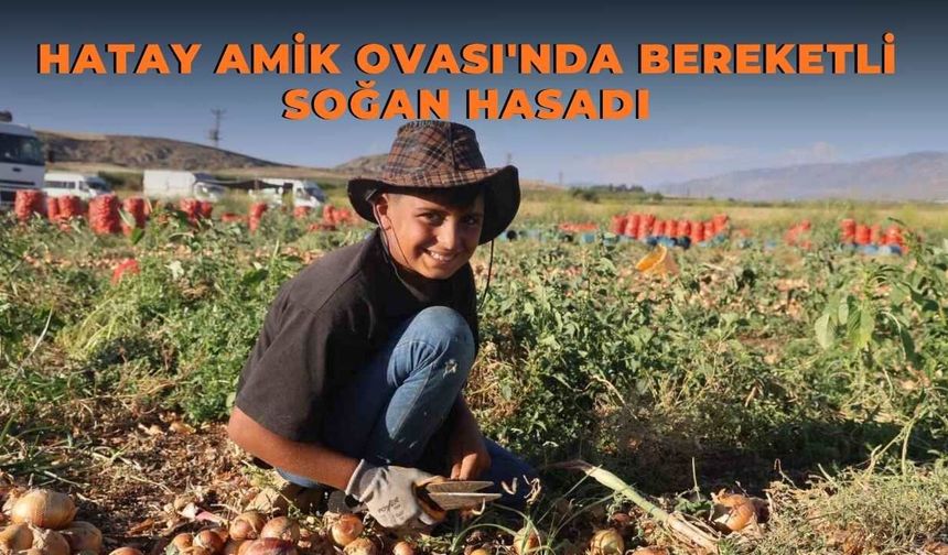 Hatay Amik Ovası'nda Bereketli Soğan Hasadı