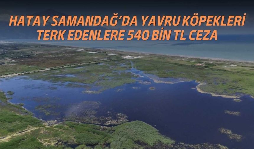 Hatay Samandağ’da Yavru Köpekleri Terk Edenlere 540 Bin TL Ceza