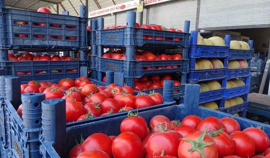 Hatay'da Domates Fiyatları Çakıldı: Kilosu 15 TL'ye Düştü