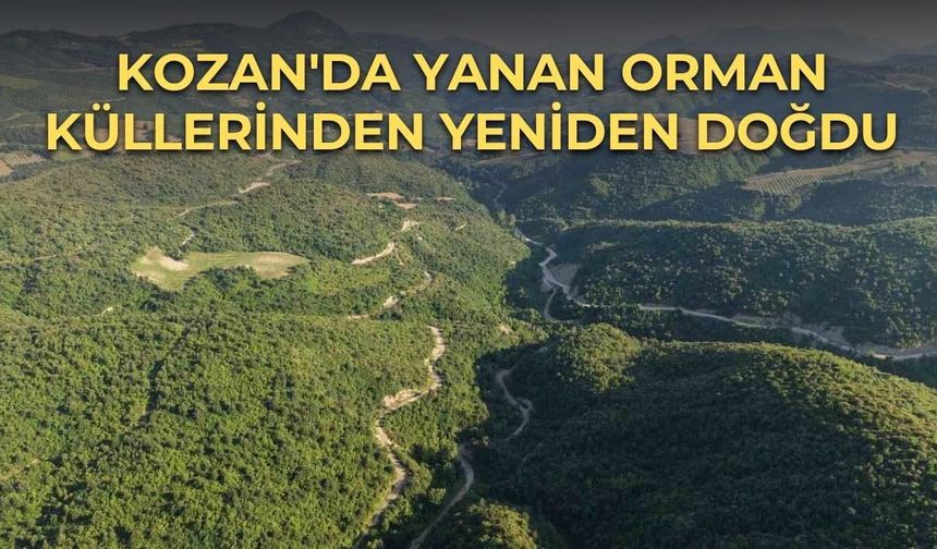 Kozan'da Yanan Orman Küllerinden Yeniden Doğdu