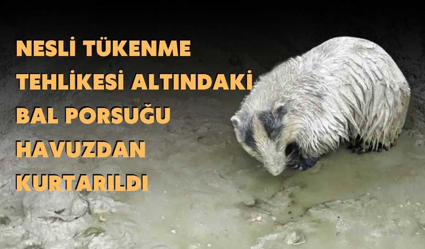 Nesli Tükenme Tehlikesi Altındaki Bal Porsuğu Havuzdan Kurtarıldı