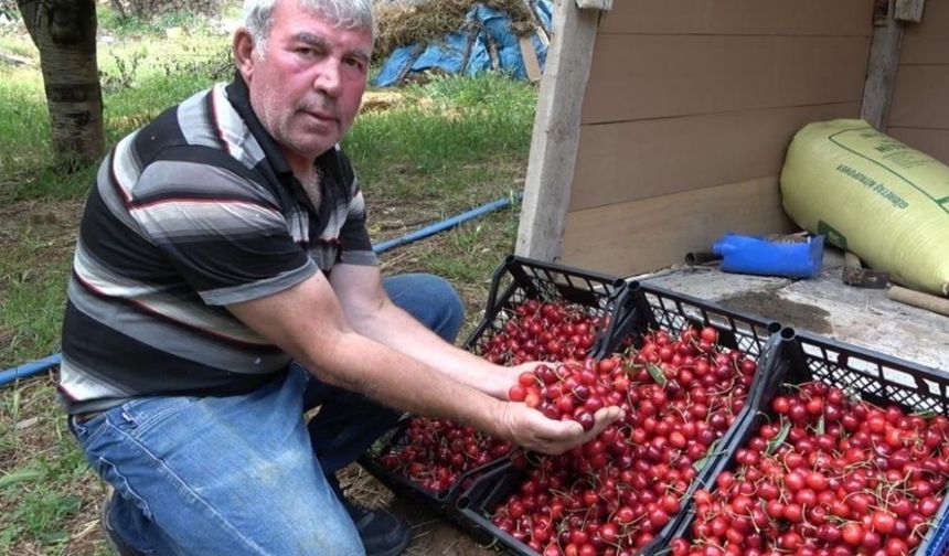 Osmaniye Bahçe'de Kiraz Hasadı Başladı