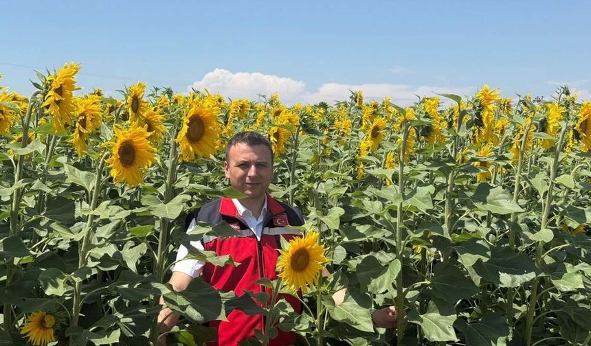 Osmaniye Ovası 'Sarı Altın'la Kaplanıyor