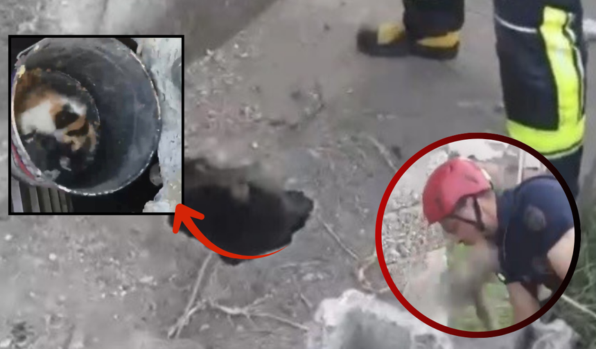 Osmaniye'de Dar Kuyuya Düşen Yavru Kedi İçin Seferberlik