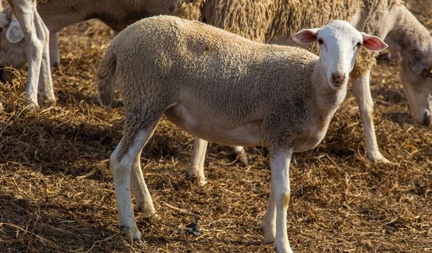 Osmaniye'de Destek Bekleyen Yetiştiricilere Dolandırıcılık Tuzağı