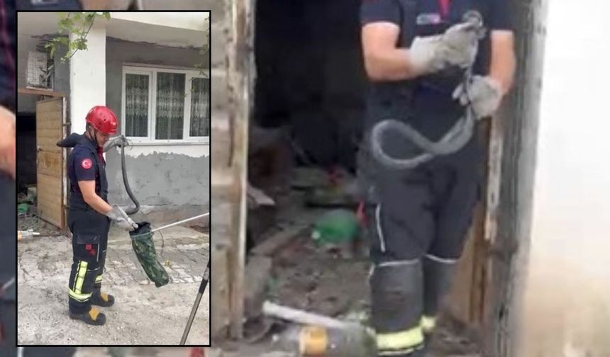 Osmaniye’de Mahalleye Dadanan Yılan Herkesi Tedirgin Etti