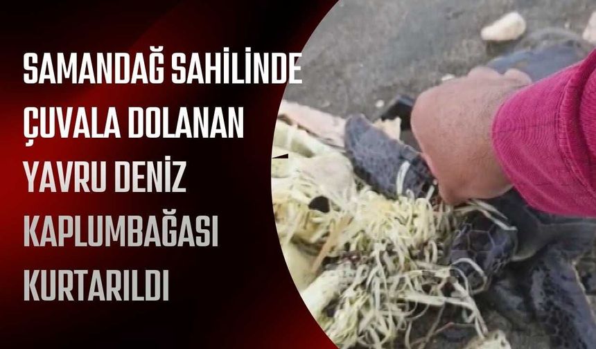 Samandağ Sahilinde Çuvala Dolanan Yavru Deniz Kaplumbağası Kurtarıldı