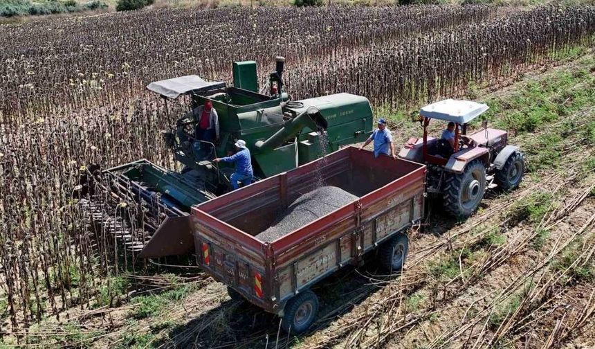 Adana'da yağlık ayçiçeği hasadı bu yıl erken ve verimli başladı