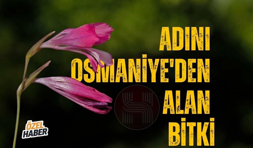 Adını Osmaniye'den Alan Bitki