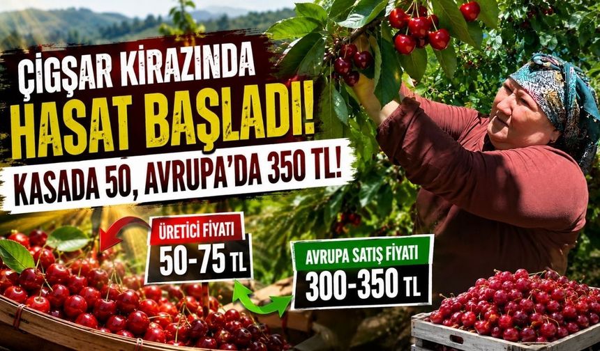 Avrupa'nın Gözdesi Çiğşar Kirazında Hasat Başladı! Kasada 50, Avrupa'da 350 TL!