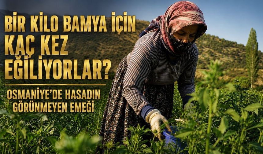 Bir kilo bamya için kaç kez eğiliyorlar? Osmaniye’de hasadın görünmeyen emeği