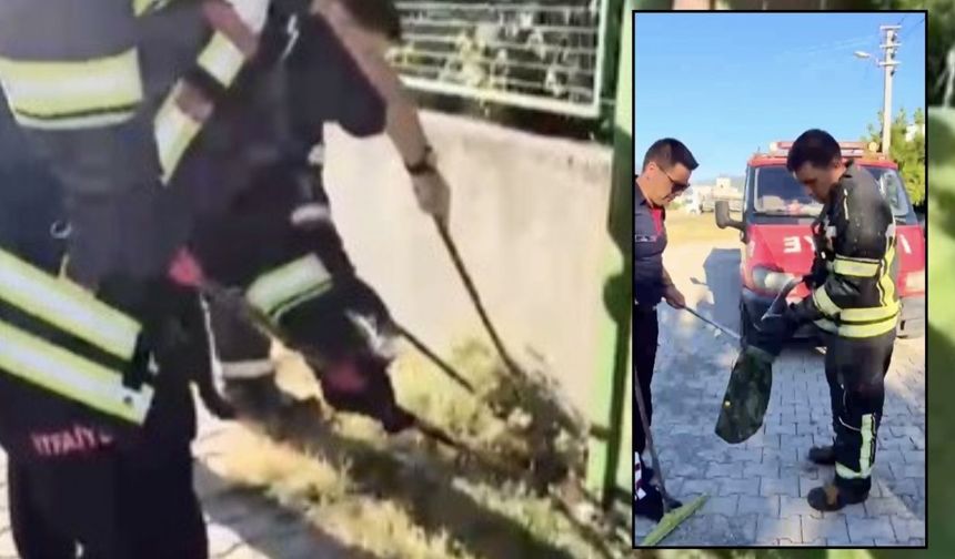 Osmaniye'de Evin Avlusunda Kara Yılan Paniği!