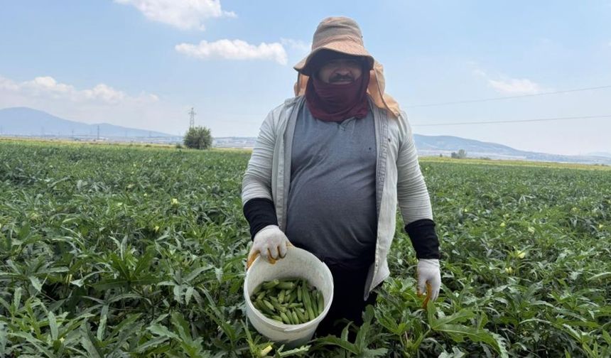 Osmaniye’de Sezonun İlk Bamya Hasadı Başladı