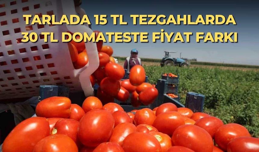 Tarlada 15 TL tezgahlarda 30 TL domateste fiyat farkı