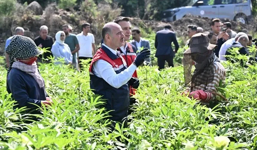 Vali Serdengeçti Kolları Sıvadı, Çiftçilerle Birlikte Tarlaya Girdi