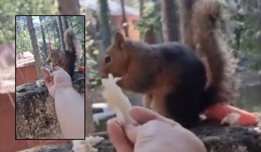 Zorkun Yaylası’nda Sevimli Sincap İlgi Odağı Oldu