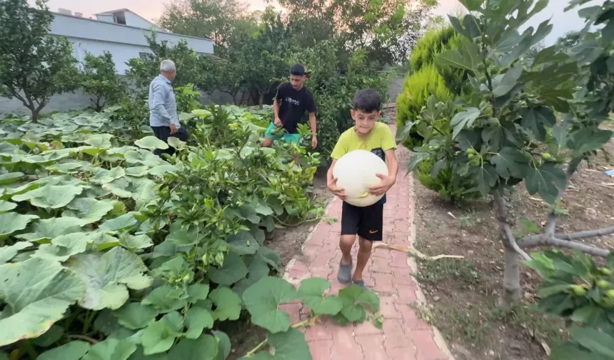 Düziçi’nde 3 Kökten 1 Tona Yakın Dev Kabak Hasadı