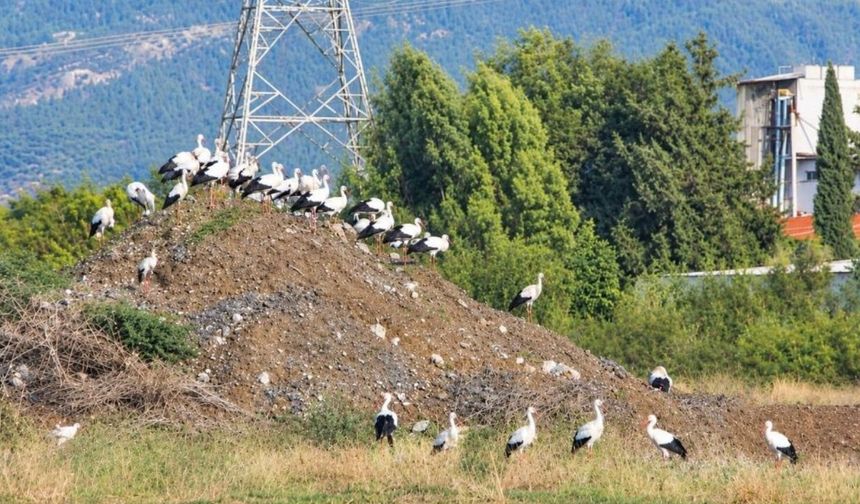 Murat Kurum Bey Mahallesi’nin Kanatlı Misafirleri