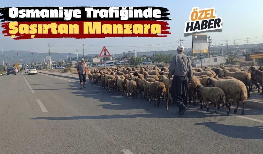 Osmaniye Trafiğinde Şaşırtan Manzara ve Koyun Sürüsü