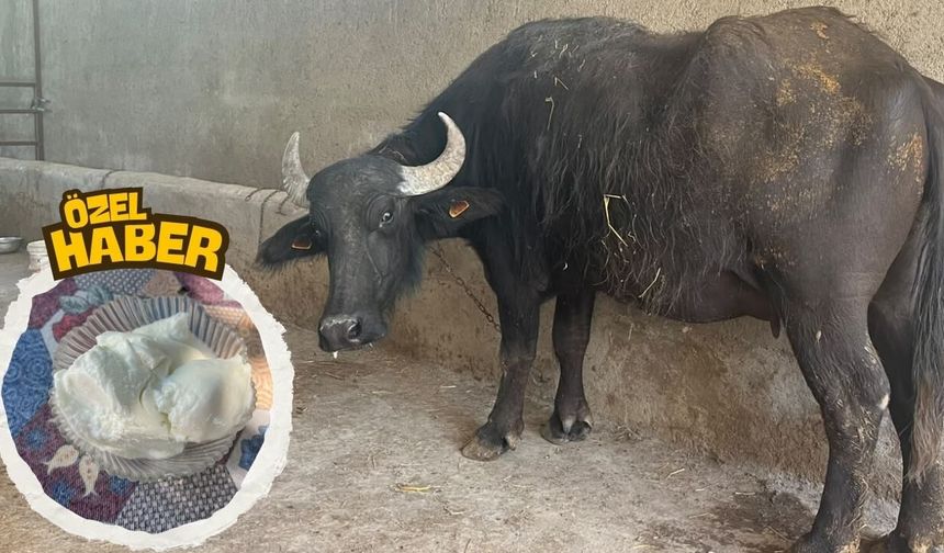 Osmaniye'deki Bu Yoğurdu Yemek İçin Ülke Değiştiriyorlar!