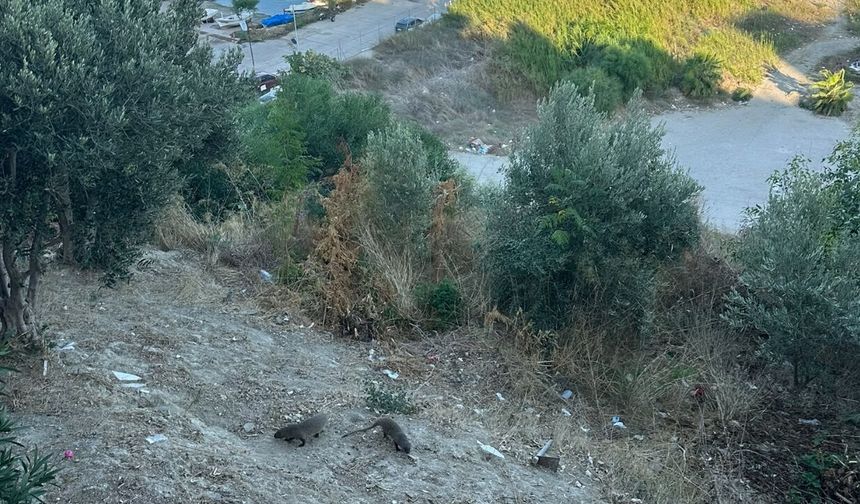 Adana Karataş’ta Restoran Çevresindeki Firavun Fareleri Turistlerin Odak Noktası Oldu