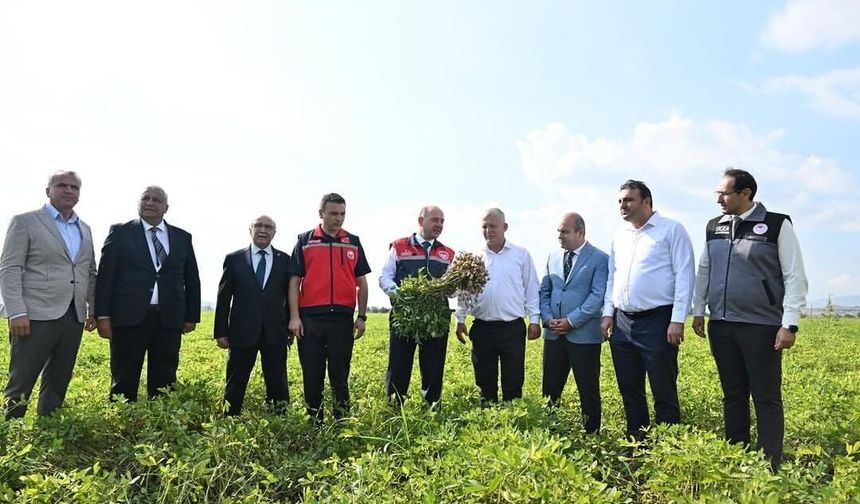 Osmaniye’de Yer Fıstığında İlk Hasat Heyecanı