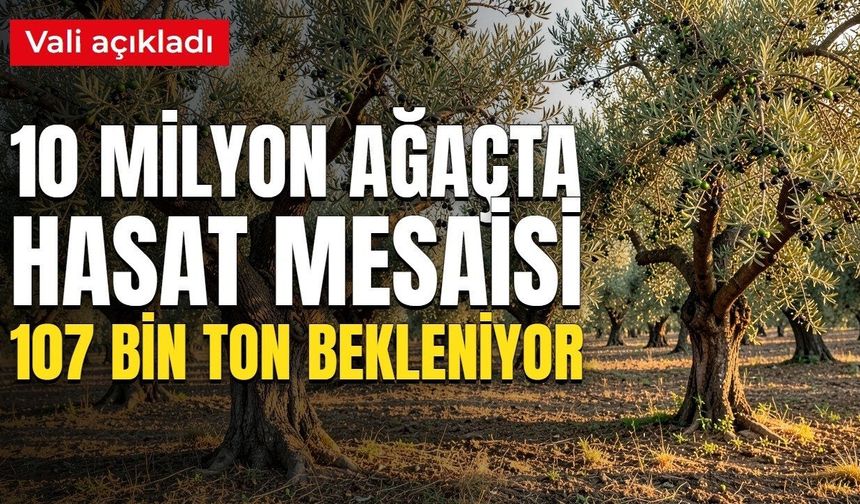 10 milyon ağaçta hasat mesaisi