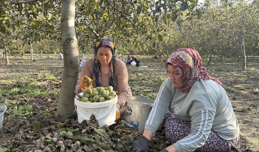 Çukurova’nın Yeni Gelir Kapısı Ceviz!