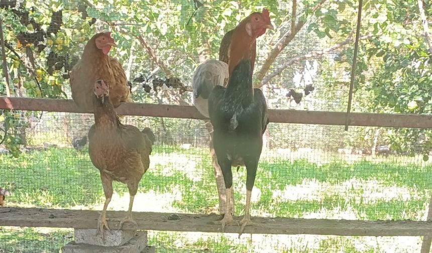 ''Osmaniye'deki huzuru Avrupa'da bulamadım'' dedi, kümes yetiştiriciliğine başladı