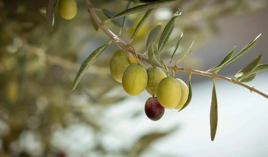 Nüfusu 6 bin ama Osmaniye'de zeytinin 1 milyonu bu beldede
