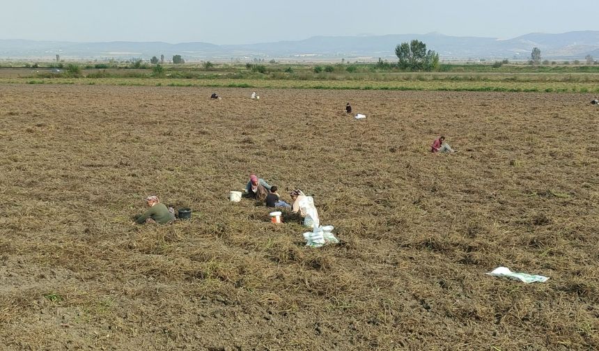 Osmaniye'de Çiftçi Tarlasını Vatandaşa Açtı!
