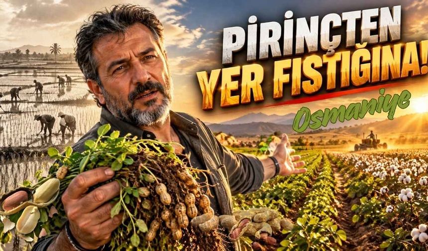 Sıtma ve bürokrasi yüzünden pirinci bıraktılar. Osmaniye'nin yeni sembolü tescilli yerfıstığı oldu