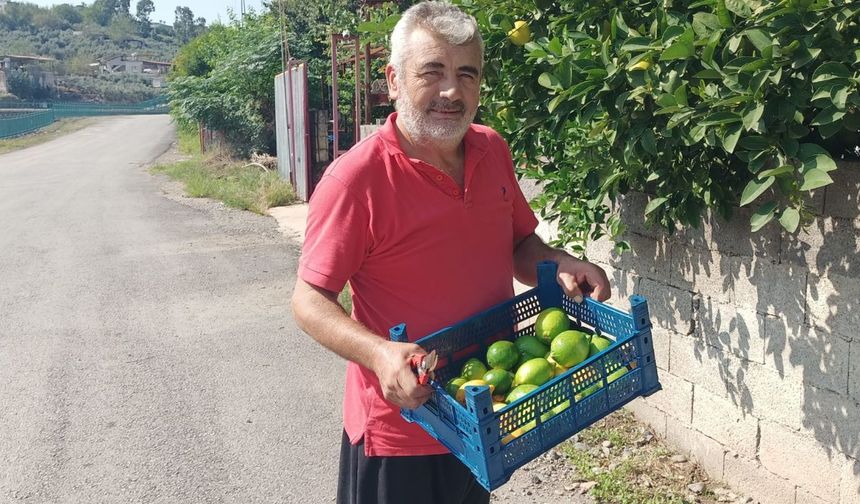 Toprakkaleli üretici sezonun ilk limonunu topladı "Kabuğunu bile ziyan etmeyiz"