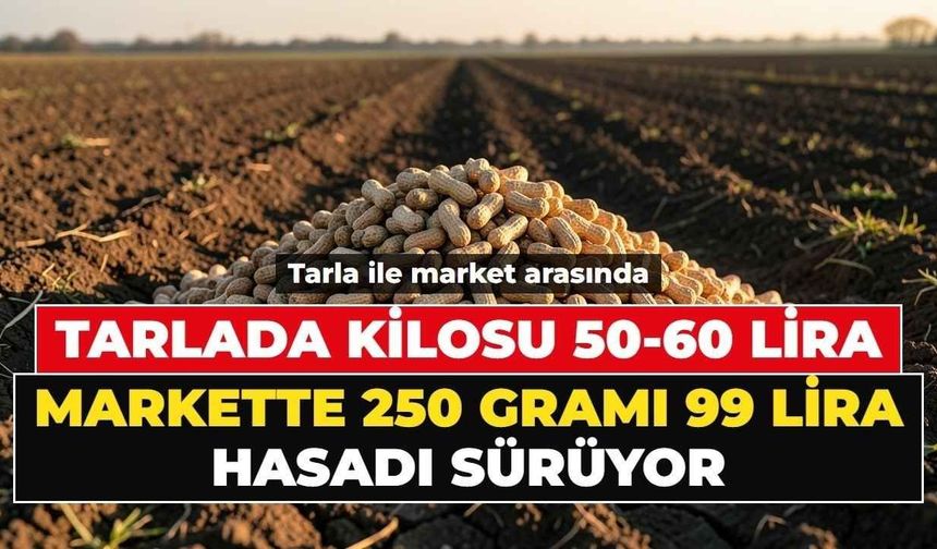Osmaniye'de hasat başladı: Tarlada 60, markette 400 lira