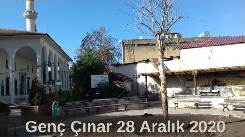 Osmaniye Çınar (3)