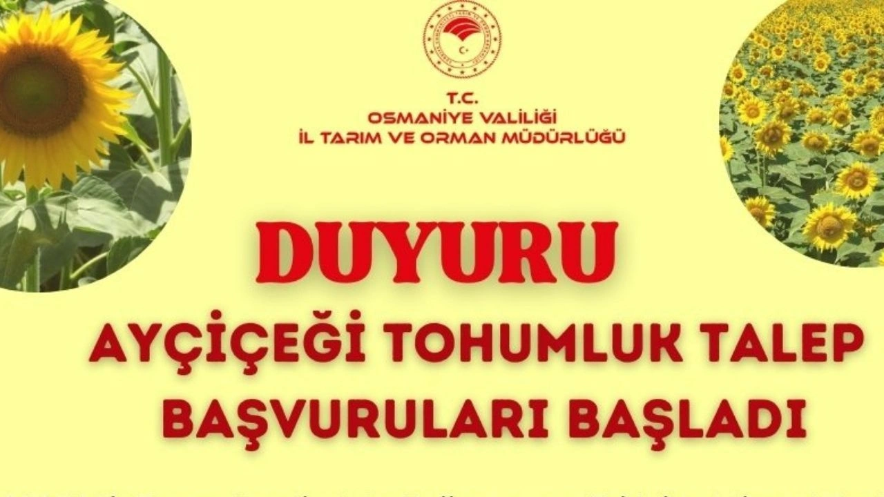 Ayçiçeği