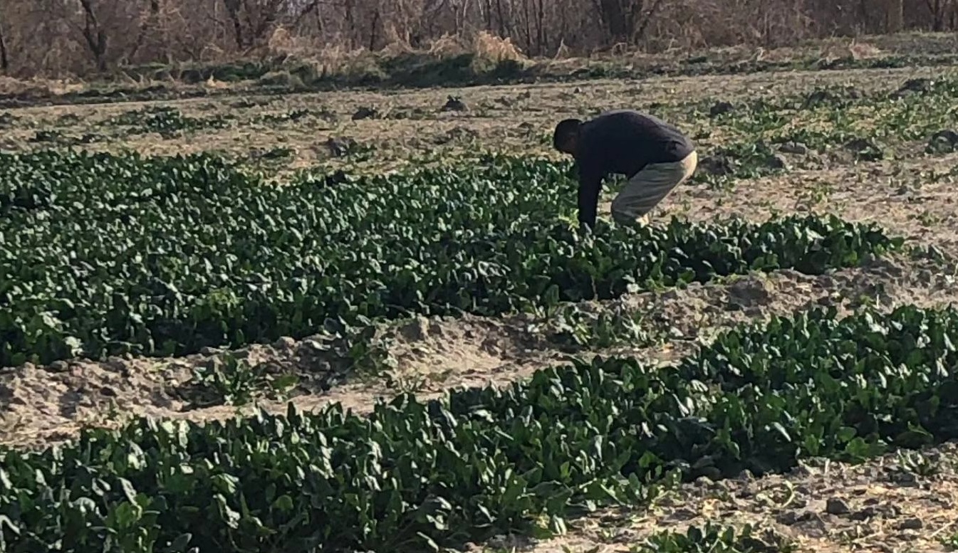 Kadirli Tarım Müdürlüğü'nden Üreticilere Yabancı Otlarla Mücadele Uyarısı (3)