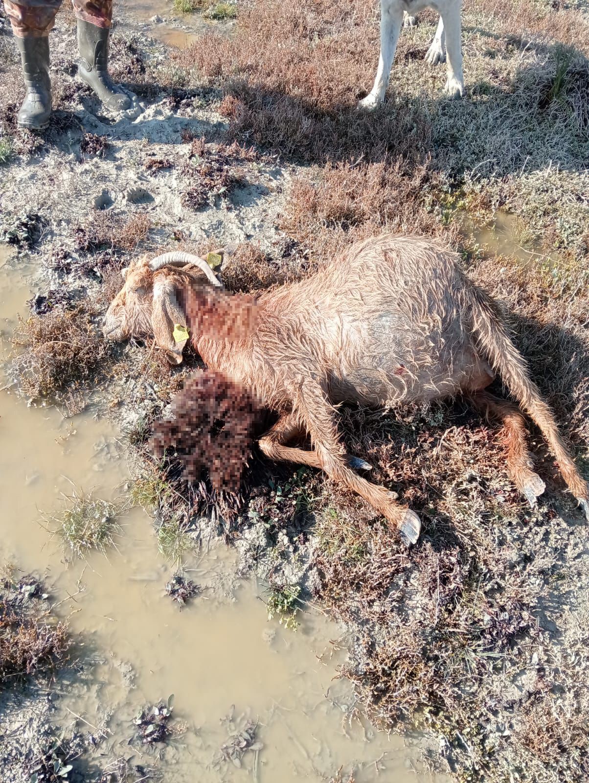 Sürü Olarak Gezen Köpekler Dehşet Saçtı (1)