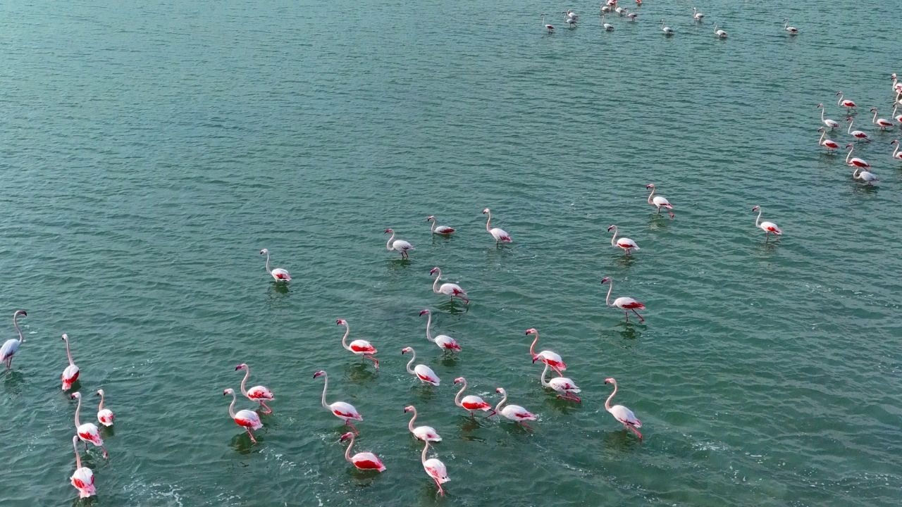 Flamingo (2)