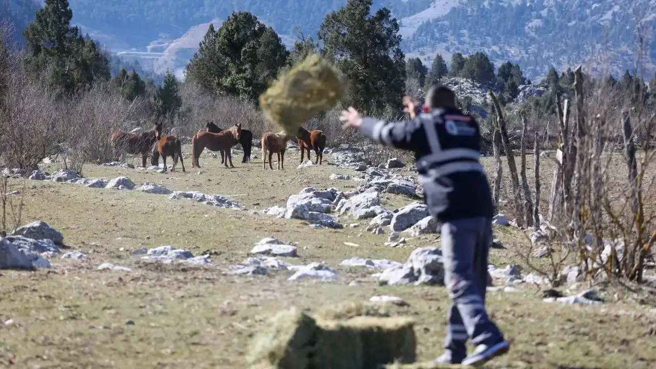 Yılkı (1)