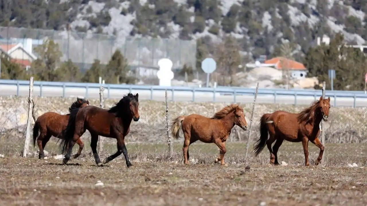 Yılkı (3)