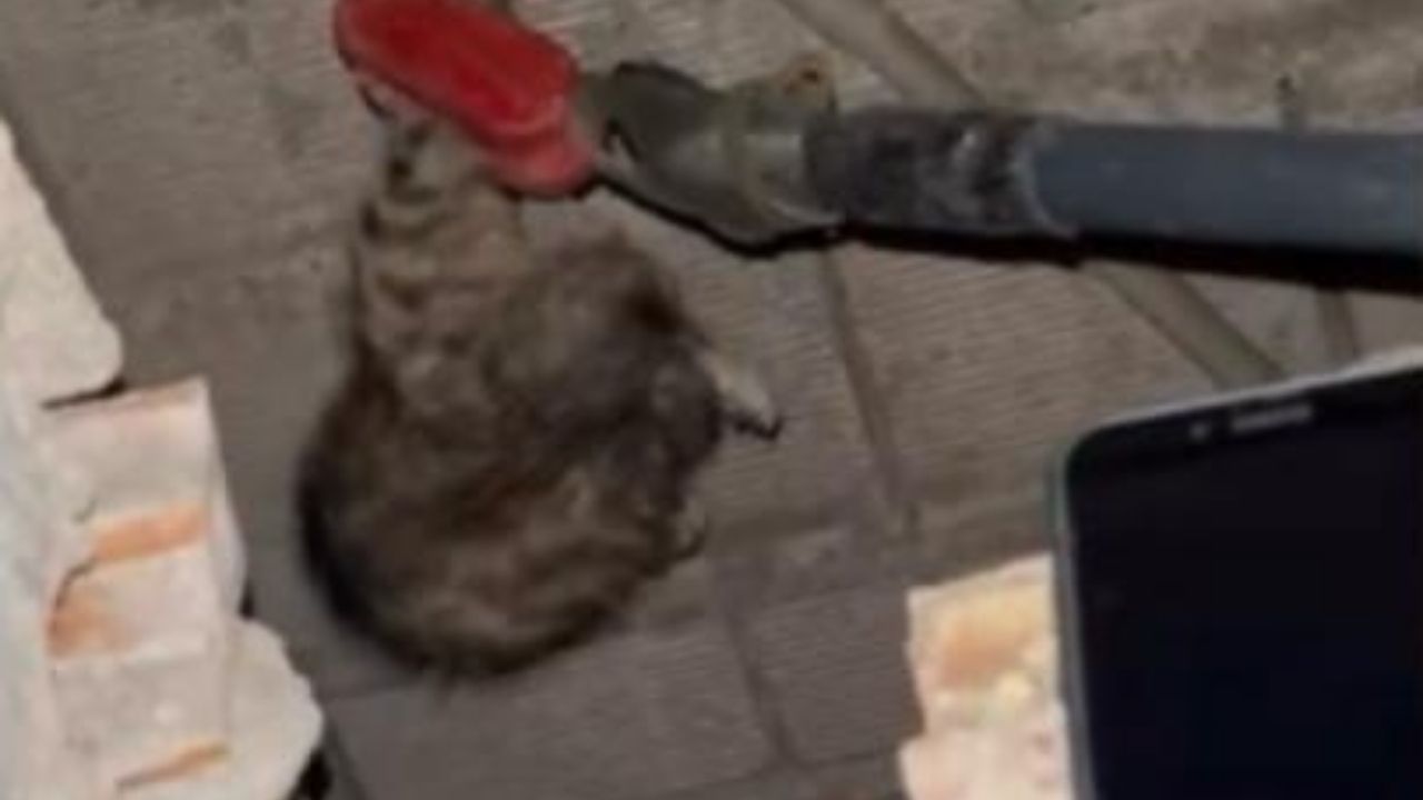 Fakıuşağı Kedi (2)